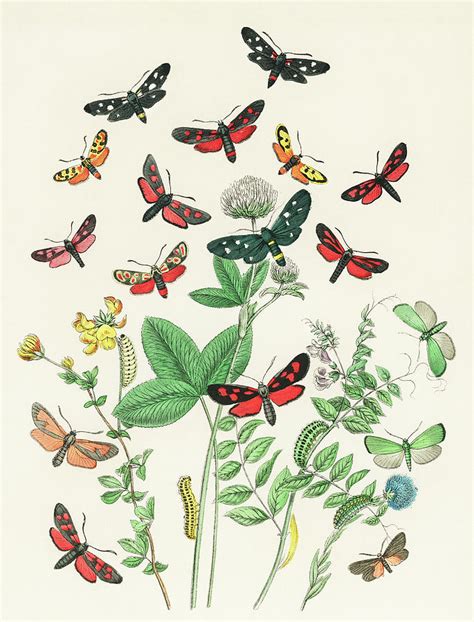 Vintage Butterfly Illustration