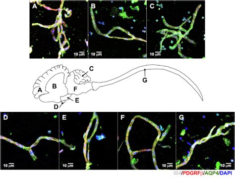 Reliable Isolation Of Central Nervous System Microvessels Across Five