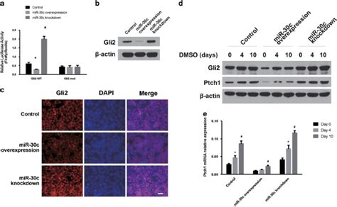 Mir 30c Regulates Proliferation Apoptosis And Differentiation Via The