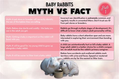 Debunking Myths About Baby Rabbits Rabbit Org