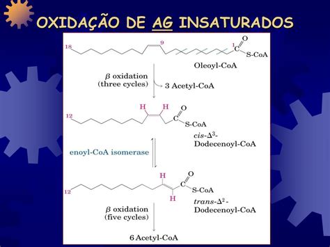 Oxidacao De Acidos Graxos