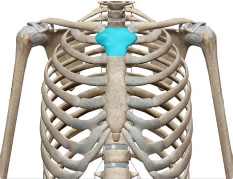 Procedures Ch Bony Thorax Flashcards Quizlet