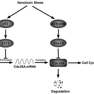 Regulation Of Cdc A In Response Of Genotoxic Stress Upon Dna Damage