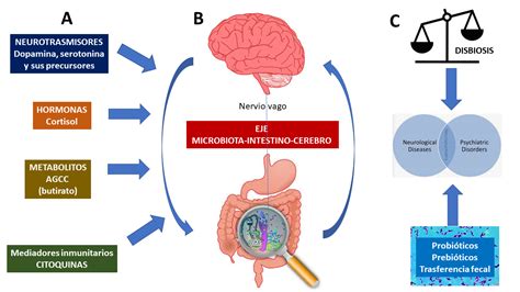 Eje Microbiota Intestino Cerebro Su Relación En El Binomio Saludenfermedad El Probiótico