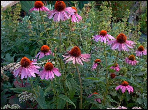 Magnus Purple Coneflower Hinsdale Nurseries Welcome To Hinsdale