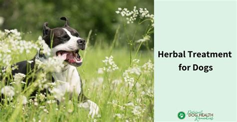 Herbal Treatment For Dogs How To Give Herbs To Dogs