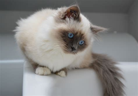 Luna - Sacré de Birmanie blue point - birman cat | Sacré de birmanie ...