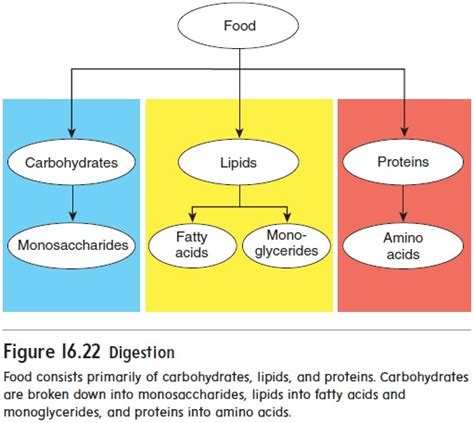 Chemical Digestion And Absorption Of Carbohydrates Proteins Lipids