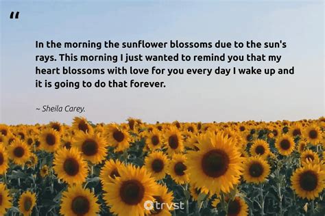 76 Sunflower Quotes To Brighten Up And Warm Your Day 2024