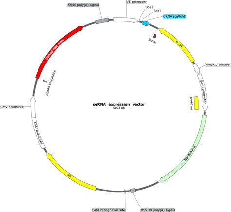 Addgene Sgrna Expression Vector