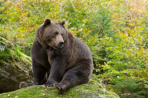 Orso Bruno Nella Foresta Bavarese Fotografia Stock Immagine Di