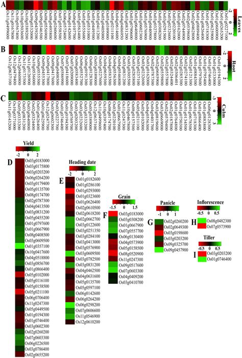 The Rga1 Regulated Gene Expression Patterns In Rice Morphological Download Scientific Diagram