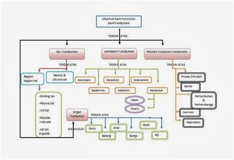 Peta Konsep Struktur Dan Fungsi Tumbuhan Berbagai Struktur Porn Sex