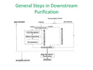 Downstream Processing Ppt