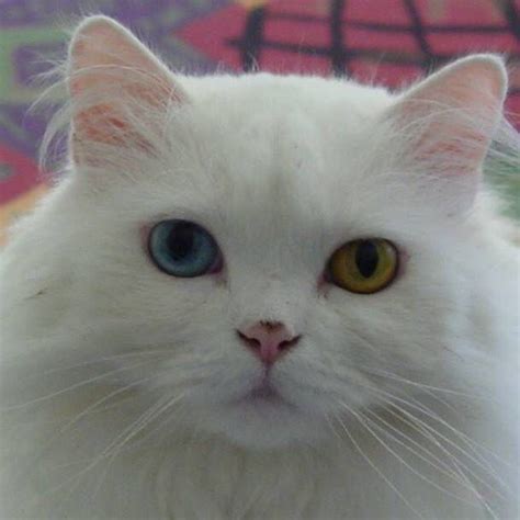 Mitzi Our Odd Eyed White Persian