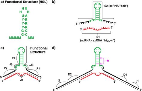 Sxrna Design Schematic A Consensus Sequence For The Human Histone