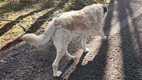 8 årige Putte utan hem Önskar en ny familj att få vaka över Hund Extra