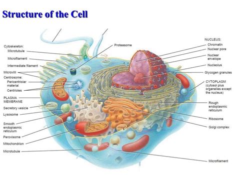 Cell And Cell Organelles PPT