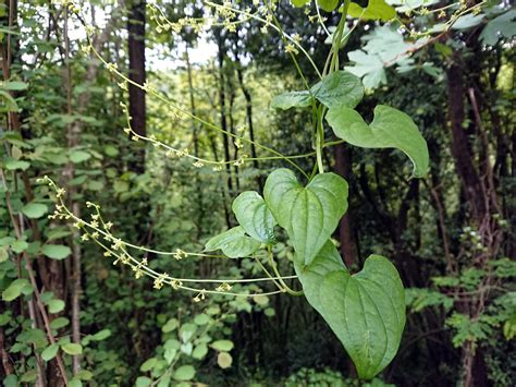 Dioscorea Communis L Caddick Wilkin 2002 DIOSCOREACE Flickr