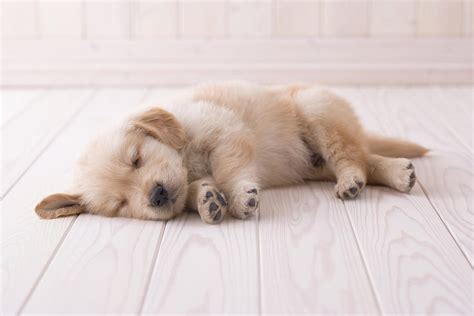 Golden Retriever Sleeping On Floor by Mixa