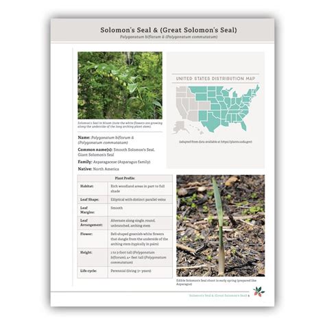 Wild Edible Plant Identification Sheet Sets — Creek Stewart