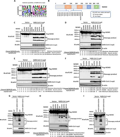 Sars Cov 2 Nsp5 Exhibits Stronger Catalytic Activity And Interferon