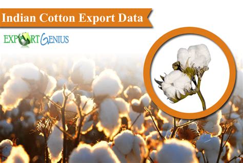 Cotton Export From India To Global Countries Cotton Export Data