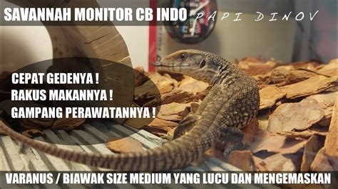 Savannah Monitor Cb Indo Biaya Setup Kandang Cocok Untuk Penghobi