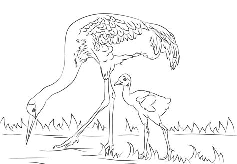 Sandhill Cranes Coloring Pages Coloring Cool