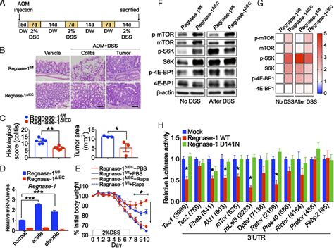 Regnase Controls Colon Epithelial Regeneration Via Regulation Of Mtor