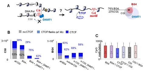 IJMS Free Full Text DNA G Quadruplexes Contribute To CTCF Recruitment