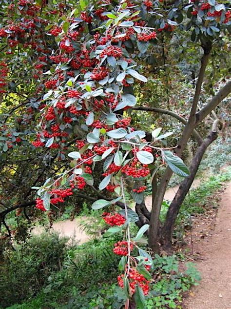 Photo Of The Fruit Of Milkflower Cotoneaster Cotoneaster Lacteus