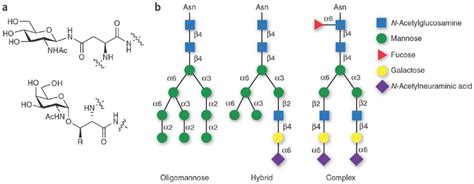 Mammalian Glycoproteins A Structures Of Representative Glycopeptide