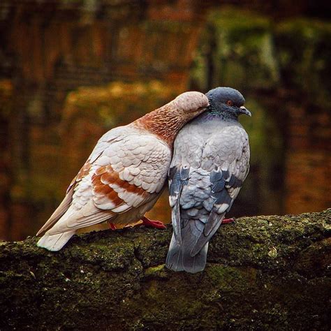 Love And Pigeons ️ Photography By Olay Seven • Instagram Pet Birds