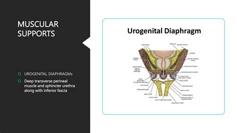 Anatomy of cervix | PPT