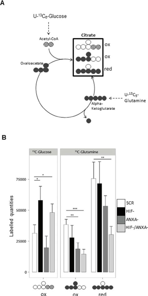 Reductive Carboxylation Is Reduced In HIF ANXA AGS Cells A