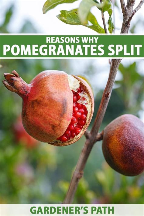 A Close Up Vertical Image Of A Pomegranate Fruit Growing On The Tree That Has Split Open To