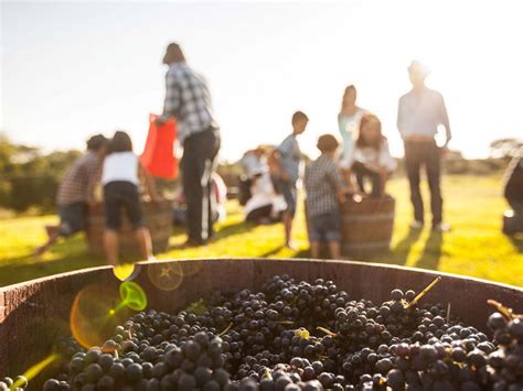 Pisa uvas en las Fiestas de la Vendimia 2018 en estos viñedos Dónde Ir