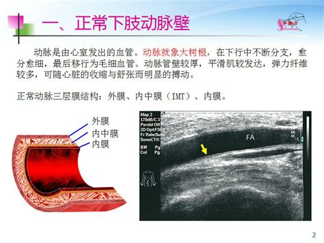 下肢血管的超声检查及正常声像图