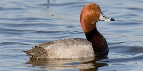 Conservation Connect – Inspiring and Educating America's Youth