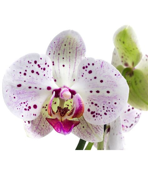 Schmetterlingsorchidee Phalaenopsis cultivars Goya von Dehner für