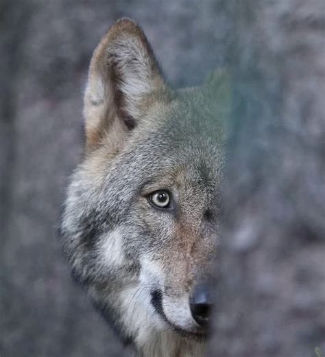 Links Naked Capitalism