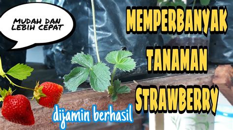 Cara Menyemai Dan Memperbanyak Tanaman Strawberry Youtube