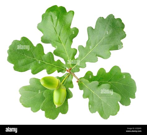 Two Acorns On Oak Tree Branch Isolated On White Background Stock Photo