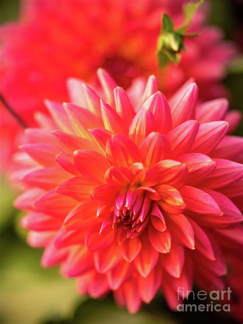 Beautiful Salmon Runner Dahlia Closeup Photograph By Mike Reid Fine