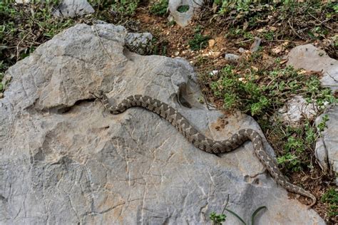 Vatrogasci u Supetru izvlačili zmiju koja se zavukla u kuću