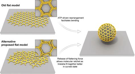 The Structure And Spontaneous Curvature Of Clathrin Lattices At The