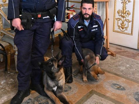 Rey E Quark I Nuovi Cani Dell Unit Cinofila Della Polizia Municipale