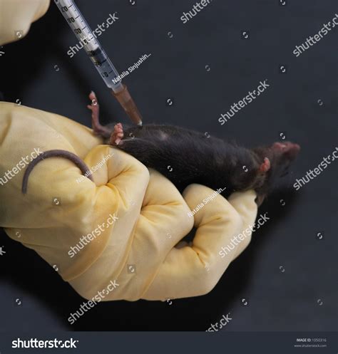 13 Intraperitoneal Injection Images Stock Photos And Vectors Shutterstock