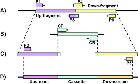 A Schematic Of The Two Step Fusion Pcr A A ~500 Bp Region Up And